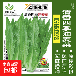 Vegetable seeds sown in pots for all seasons, balcony courtyard, cilantro, lettuce, spinach, radish, onion, simple and easy to sow seeds, fragrant four-season lettuce, about 1,000 seeds