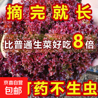 Peacock purple leaf lettuce, no pesticides, no insects, crispy, sweet and highly nutritious upright lettuce for four seasons, genuine purple leaf lettuce seeds, about 1500 seeds per pack