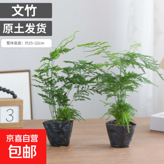 文竹盆栽室内客厅植物花卉办公室绿植桌面净化空气创意小盆景原盆 精选小文竹【15-22cm高】2盆+育苗盘