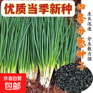 Eat as you plant, four-season chive seeds, green onion seeds, garden balcony potted plants, green onion vegetable seeds, chive seeds, 5 packs, about 1,500 capsules, original factory package