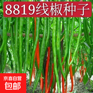 Spicy screw pepper seeds, golden screw green pepper, pig intestine pepper seeds, garden field balcony potted vegetable seeds, new species 8819 long-line pepper, about 900 capsules, 3 packs