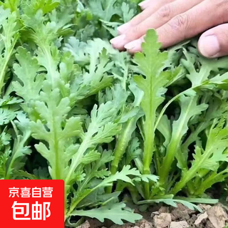 Red amaranth seeds, round-leaf fast-growing vegetable seeds, rapeseed seeds for balcony and courtyard, super heat-resistant vegetable seeds, medium-leaf tubular emperor vegetables, about 2000 capsules 1 pack