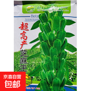 Black sesame seed oil extraction academy of agricultural sciences hybrid high oil stable yield short stem eight-edged white sesame seed base special seed super high sesame seed king original 100g bag