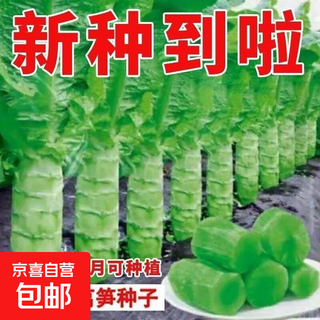 Four-season lettuce seeds, green skin, green flesh, fragrant lettuce seeds, high yield, heat-resistant and cold-resistant spring, autumn and winter vegetable seeds, four-season green lettuce seeds, cold-resistant, about 2400 capsules, 3 packs