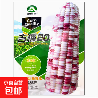 White, sweet and waxy corn seeds, high-yielding, sown in all seasons, white and waxy corn, non-transferable, national-approved, farmers’ super-sweet and waxy corn seeds, jinuo 20 corn seeds, 100g, 1 bag