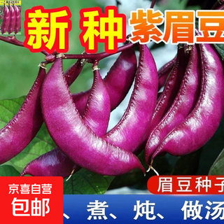 High-yielding purple lentils, purple eyebrow beans, red eyebrow bean seeds, balcony potted red emei bean vegetables, easy to germinate in the field, purple eyebrow bean seeds, 1 pack of about 10 seeds