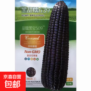 Weiße, süße und wachsartige maiskörner, ertragreich, zu allen jahreszeiten gesät, weißer und wachsartiger mais, nicht übertragbar, staatlich anerkannte supersüße und wachsartige maiskörner von landwirten, süßer und wachsartiger schwarzer schatz 509 maiskörner, original 200 g