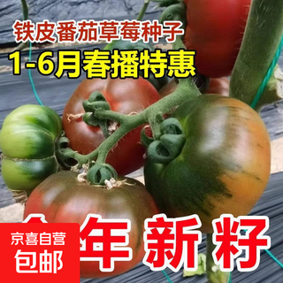 Local large tomato seeds, high yield, super sweet, large red fruit, large tomato seeds, high temperature vegetable melon and fruit seeds, strawberry tin tomatoes, about 400 capsules 1 pack