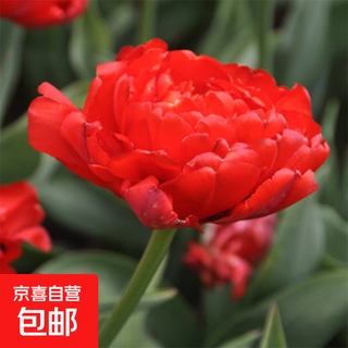 Tulip seed bulbs imported from the netherlands, winter cold-resistant indoor and outdoor courtyard flower seeds, hydroponic plant potted plants, miranda 10 balls + fertilizer (super cheap)