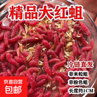 Fresh fishing maggots, comprehensive fishing bait, meat maggots, teeth, live worms, red live maggots, big maggots, white striped horse mouth fishing bait, explosive red maggots, 2 bottles (about 150)