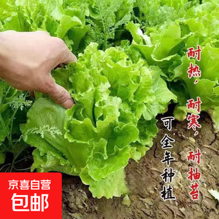 Jd logistics vegetable seeds for four seasons sowing potted balcony garden cilantro lettuce spinach simple and easy to grow in autumn glass lettuce seeds 1 pack about 1000