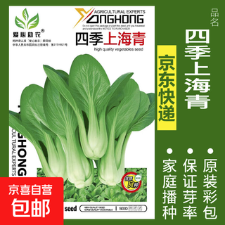 Vegetable seeds sown in pots for all seasons, balcony courtyard, cilantro, lettuce, spinach, radish, onion, simple and easy to sow seeds, four seasons shanghai green, about 500 capsules
