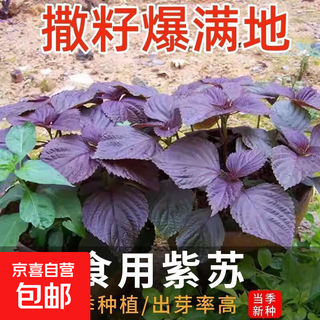 Four-season edible perilla seeds, mint seeds, fine-leafed chicory seeds, family four-season balcony planting potted plants to repel mosquitoes, health-preserving perilla seeds for home planting, about 1,000 capsules, 1 pack