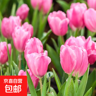 Tulip seed bulbs imported from the netherlands, winter cold-resistant indoor and outdoor courtyard flower seeds, hydroponic plant potted large balls, red changan 10 balls + fertilizer (super cheap)