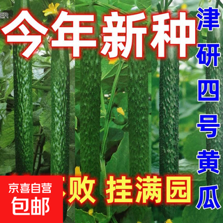New varieties of fruit cucumbers are on the market and can be eaten raw in all seasons. new varieties of fruit seeds and vegetable seeds are planted on the balcony. hangingmanyuan jinyan no. 4 cucumbers are about 50 pieces per pack.