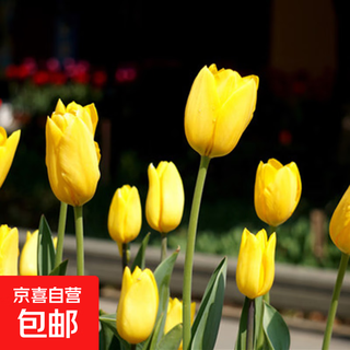 Tulip seed bulbs imported from the netherlands, winter cold-resistant indoor and outdoor courtyard flower seeds, hydroponic plant potted plants, large balls, pure gold, 10 balls + fertilizer (super cheap)