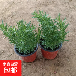 Fresh rosemary seedlings potted edible steak herb thyme indoor balcony refreshing mosquito repellent plant rosemary original soil pot 2 pots