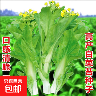 Four seasons water spinach seeds, large-leaf water spinach seeds, balcony potted willow-leaf water spinach seeds, green stems can be hydroponically grown, genuine easy-to-grow cabbage moss, about 7500 capsules, 5 packs