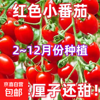 Local large tomato seeds, high yield, super sweet, large red fruit, large tomato seeds, high temperature vegetable and melon seeds, red saint tomato seeds for four seasons, about 400 seeds 1 pack