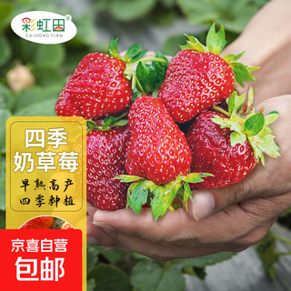 Strawberry seed cream strawberry seedlings for planting indoor and outdoor balcony vegetables and fruits potted flower seeds dandong spring four seasons rainbow field four seasons milk strawberry seeds 150 capsules