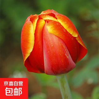 Tulip seed bulbs imported from the netherlands, winter cold-resistant indoor and outdoor courtyard flower seeds, hydroponic plant potted large balls, world true love, 10 balls + fertilizer (super cheap)