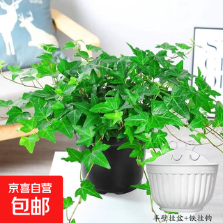 Ivy potted indoor hanging plants are easy to maintain, hydroponic green plants, purify the air, remove formaldehyde, and are evergreen all year round. 1 pot of green-leaf ivy (about 50 cm long) with a semicircular wall pot