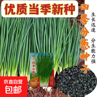 Spring vegetables, heat-resistant and cold-resistant four-season chive seeds, easy to grow potted vegetable and fruit seeds. four-season chive seeds, easy to plant, soaked in soil to germinate, can be planted in all seasons, original selection, 1 pack, about 800 seeds