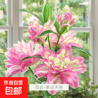 Perfume lily bulbs with buds bloom in all seasons indoors and outdoors on the balcony. multi-headed lilies are cold-resistant and easy to grow. lucky angel ships with buds, 5 balls (cheaper)