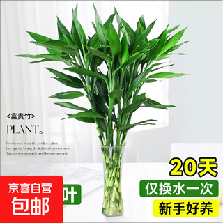 Lucky bamboo hydroponic plant living room lucky green plant indoor potted guanyin bamboo thick rod with root transfer bamboo fortune bamboo hot selling lucky bamboo 60-70cm 6 trees + nutrient solution