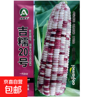 White, sweet and waxy corn seeds, high-yielding, sown in all seasons, white and waxy corn, non-transferable, national-approved, farmers' super-sweet and waxy corn seeds, jinuo 20 corn seeds, original 200g