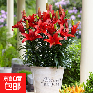 Perfume lily bulbs with buds bloom all year round, indoor and outdoor balcony multi-headed lilies are cold-resistant and easy to grow, red, shipped with buds, 5 balls (cheaper)