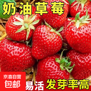 Family balcony potted plants for four seasons easy living cream red strawberry seeds large strawberry seeds white strawberry fruit seeds four seasons cream red strawberry seeds 1 pack
