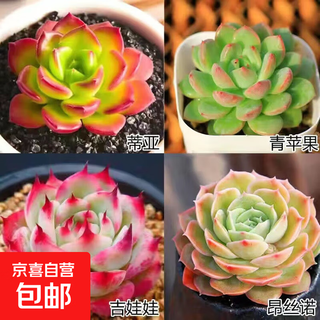 Imágenes seleccionadas de plantas suculentas, variedades enviadas, imágenes, imágenes de escritorio de balcón interior de oficina, variedades designadas, tia + manzana verde + chihuahua + angsino + tierra para macetas