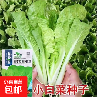 Four-season shanghai green seeds, small green cabbage, chicken feathers, fast-growing cabbage, rapeseed, heat-, humidity- and cold-resistant, field use, original four-season fast-growing cabbage, about 3600 capsules, 3 packs