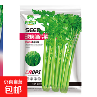 Four seasons small parsley large leaf vegetable seed seedlings for balcony indoor potted vegetable seedling planting tender and crispy small parsley approximately 1000 pieces brand original color pack