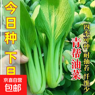Shanghai green seeds for all seasons, small green vegetables, chicken feathers, fast vegetable varieties, small cabbage, rapeseed, heat, humidity and cold resistance, field use, original green rapeseed seeds, about 1200 capsules, 1 pack