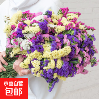 Forget-me-not flowers semi-dried flower material yunnan base straight hair wholesale home flower arrangement can be used as dried flowers mixed color forget-me-not 500g
