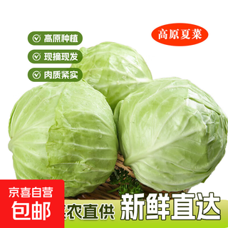 Plateau summer vegetables, fresh cabbage, green cabbage, cabbage, cabbage, seasonal vegetables, healthy and nutritious breakfast 1.5 jin jin equals 0.5 kg -2 jin jin equals 0.5 kg high-end standard dishes