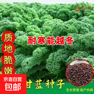 Dandelion, kale seeds, wild vegetables, edible perennial seeds, high-yielding vegetable seeds for all seasons, about 100 original authentic kale seeds, 1 pack of original color packs