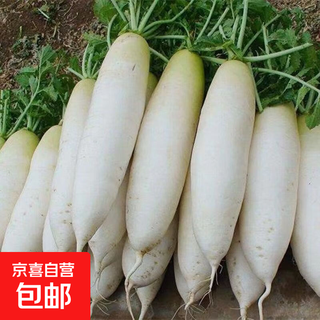 Four seasons popular radish seeds, radish seeds, balcony four-season potted vegetable seeds, heat-resistant white radish seeds, 1 pack, about 300 seeds