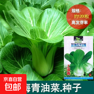 Shanghai green seeds for all seasons, small green vegetables, chicken feathers, fast vegetables, small cabbage, rape, heat, humidity and cold resistance, field use, original shanghai green seeds for four seasons, about 3600 capsules, 3 packs