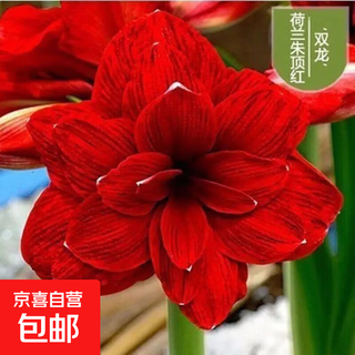Imported amaryllis seed bulbs, large ball potted flower seedlings, double amaryllis seeds with buds for all seasons, green plants and flowers 23. shuanglong seed bulb circumference 15-18cm