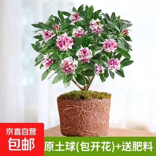 Пномпень Дафна в горшке с цветочными бутонами, балкон в гостиной, морозостойкие старые саженцы, подходят для выращивания цветов и растений, 8-летние саженцы, оригинальная почва, цветение в том же году.