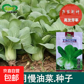 Shanghai green seeds for four seasons, small green vegetables, chicken feathers, fast vegetables, small cabbage, rape, heat, moisture and cold resistance, field use, original authentic april slow seeds, about 1200 capsules, 1 pack