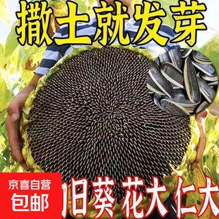 Edible seneca sunflower seeds are easy to grow high-yielding melon seeds. edible sunflower seeds are grown in the field. edible seneca sunflower seeds are about 50 seeds per pack.
