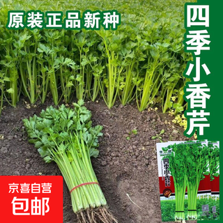 Four seasons parsley seeds, crispy, tender and thin-stemmed celery seeds, heat and cold resistant, high yield field base vegetable seeds. original and authentic four seasons parsley, about 2,000 capsules. original color packet 1 pack