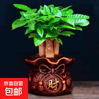 Money tree potted indoor plants, formaldehyde-absorbing living room, easy to maintain small bonsai, evergreen office flowers and green plants for all seasons, 3-pole money tree+cai pot+resin tray, height 25-30cm