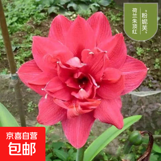 Imported amaryllis seed bulbs, large ball potted flower seedlings, double amaryllis seeds with buds for all seasons, green plants and flowers 22. pink neve seed bulb circumference 15-18cm