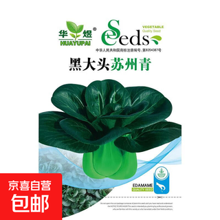Shanghai green seeds for all seasons, small green vegetables, chicken feathers, fast vegetable varieties, small cabbage, rapeseed, heat, humidity and cold resistant, for field use, original black big-headed suzhou green seeds, about 1200 capsules, 1 pack