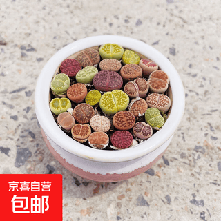 Paquete de maceta de porcelana de alta calidad con flores de polipropileno de color suculento con cono de carne de flor de buen trasero en maceta lithops simple maceta de porcelana de 6 cm de diámetro lithops (no menos de 18)